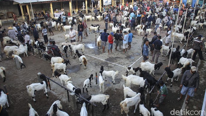 Pandemi COVID-19 tak halangi geliat jual beli kambing di Pasar Pandanrejo, Kaligesing, Purworejo. Sejumlah penjual dan pembeli tampak sibuk beraktivitas di sana