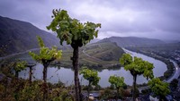 Keindahan kebun anggur ini menjadi pesona tersendiri bagi wisatawan.