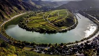 Kebun anggur Calmont berdiri di atas lingkar Mosel di Bremm, Jerman.