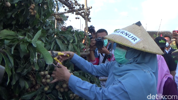 gubernur khofifah memanen kelengkeng