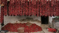 Donja Lokosnica atau kerap disebut sebagai Ibu Kota paprika di Serbia itu merupakan kawasan di Serbia dimana para warganya bekerja sebagai petani paprika merah.