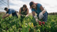 Dilansir dari Getty Images, sedikitnya 250 keluarga dari 280 rumah tangga yang tinggal di desa yang berada di lembah Morava ini terlibayt dalam penanaman paprika di area sekitar 250 hektar.