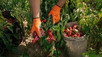 Di saat musim panen, para keluarga tersebut datang ke area perkebunan untuk bersama sama memanen paprika-paprika merah tersebut. 