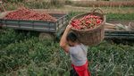 Potret Desa Paprika di Serbia