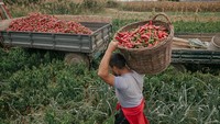 Mengutip Getty Images, desa ini bahkan mampu memproduksi sekitar 500 ton paprika setiap tahun.
