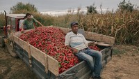 Sejumlah mobil pick up pun digunakan para warga untuk mengangkut paprika-paprika merah hasil panen mereka.