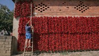 Seorang warga menggantung paprika-paprika merah di pekarangan rumahnya untuk dijemur. Diketahui, proses menjemur paprika tersebut dilakukan warga guna mempersiapkan kebutuhan menjelang musim dingin.