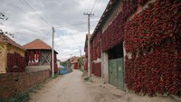 Di saat warga tengah menjemur paprika-peprika tersebut di pekarangan rumah mereka, bangunan luar rumah mereka pun tampak terlihat berubah warna menjadi merah. Pemandangan tersebut salah satunya membuat desa itu dijuluki desa paprika atau Ibu Kota paprika di Serbia.