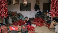 Seorang warga tengah menyiapkan benang untuk menyusun paprika merah yang akan dijemur di area sekitar rumahnya di kawasan Donja Lokosnica, Serbia. 