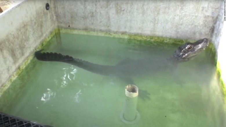 Aligator dalam kotak helium