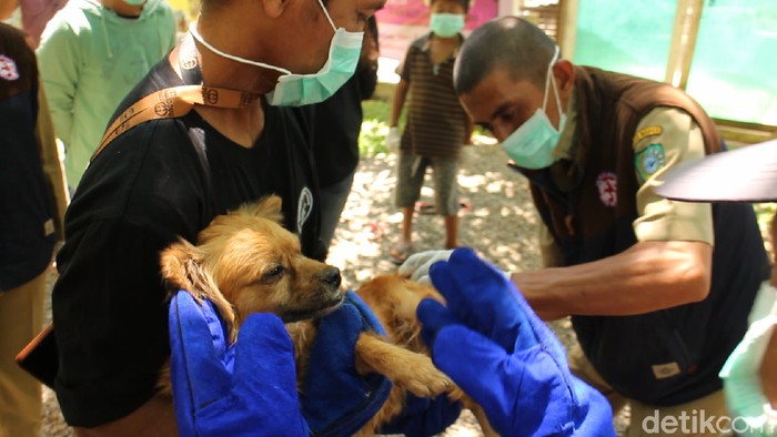 Anjing terlantar di Maros, Sulsel, disuntik vaksin.