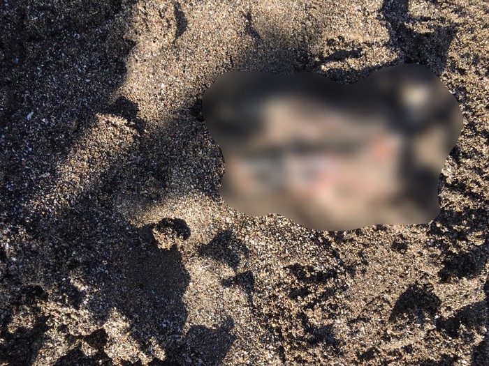 Foto: Penemuan potongan kaki di Pantai Perancak, Bali, bikin geger (dok. Polres Badung)