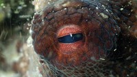 Craig Foster memutuskan untuk mendekati seekor gurita yang ditemuinya ke bawah laut. Saat itu, dia tengah di ujung paling selatan Afrika. 