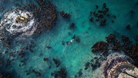 Foster sudah menghabiskan waktu selama 10 tahun untuk menyelam di hutan rumput laut Samudra Atlantik, di lepas pantai barat Afrika Selatan. 