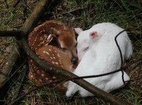 Hewan Albino