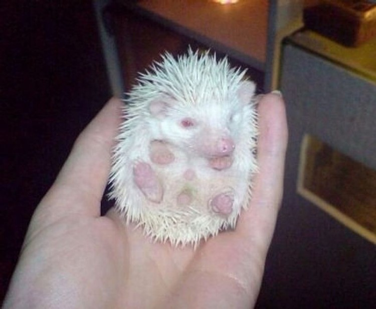 Hewan Albino Hewan Albino