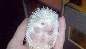 Bayi landak albino. Foto: Bright Side
