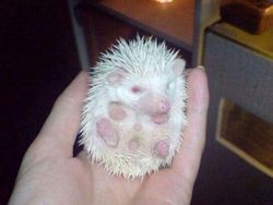 Penampakan Hewan Albino yang Langka dan Mempesona