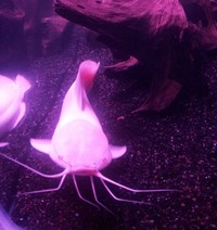 Hewan Albino