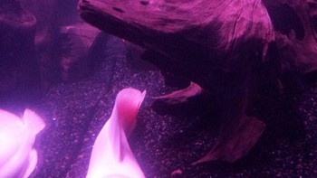 Lele albino juga ada. Foto: Bright Side