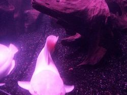 Penampakan Hewan Albino yang Langka dan Mempesona