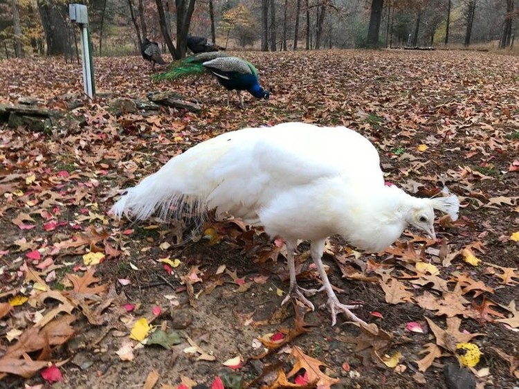 Hewan Albino