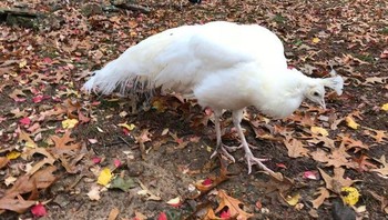 Burung merak albino. Foto: Bright Side