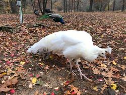 Penampakan Hewan Albino yang Langka dan Mempesona