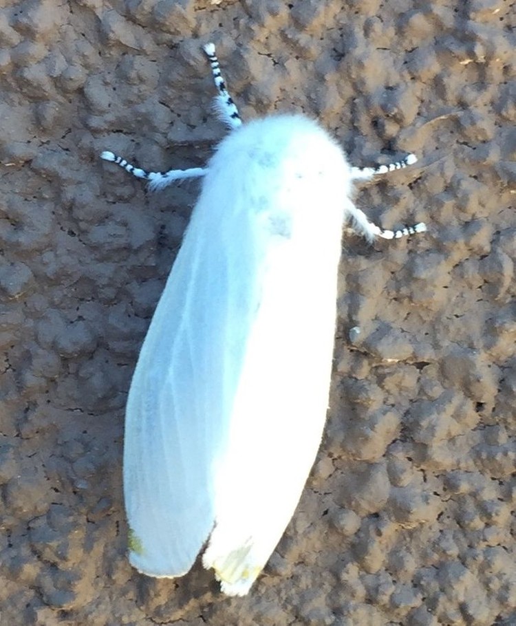Hewan Albino Hewan Albino