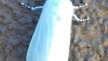 Ngengat albino, sayapnya pun berwarna putih. Foto: Bright Side