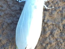 Penampakan Hewan Albino yang Langka dan Mempesona