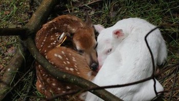 Kancil albino bersama saudaranya. Foto: Bright Side