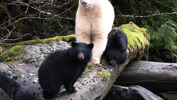 Beruang ini tampak tidak sama dengan anggota keluarga lain. Ini bukan beruang kutub lho ya. Foto: Bright Side