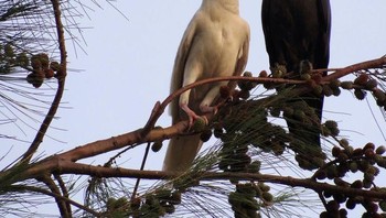 Gagak albino terlihat mempesona. Foto: Bright Side