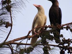Penampakan Hewan Albino yang Langka dan Mempesona