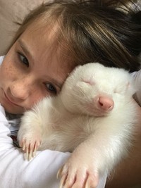 Hewan Albino