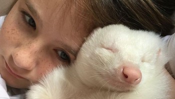 Sigung albino yang jadi peliharaan. Foto: Bright Side