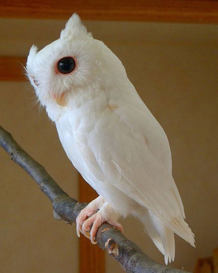 Hewan Albino Hewan Albino