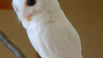 Burung hantu albino begitu menarik penampakannya. Foto: Bright Side