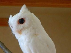 Penampakan Hewan Albino yang Langka dan Mempesona