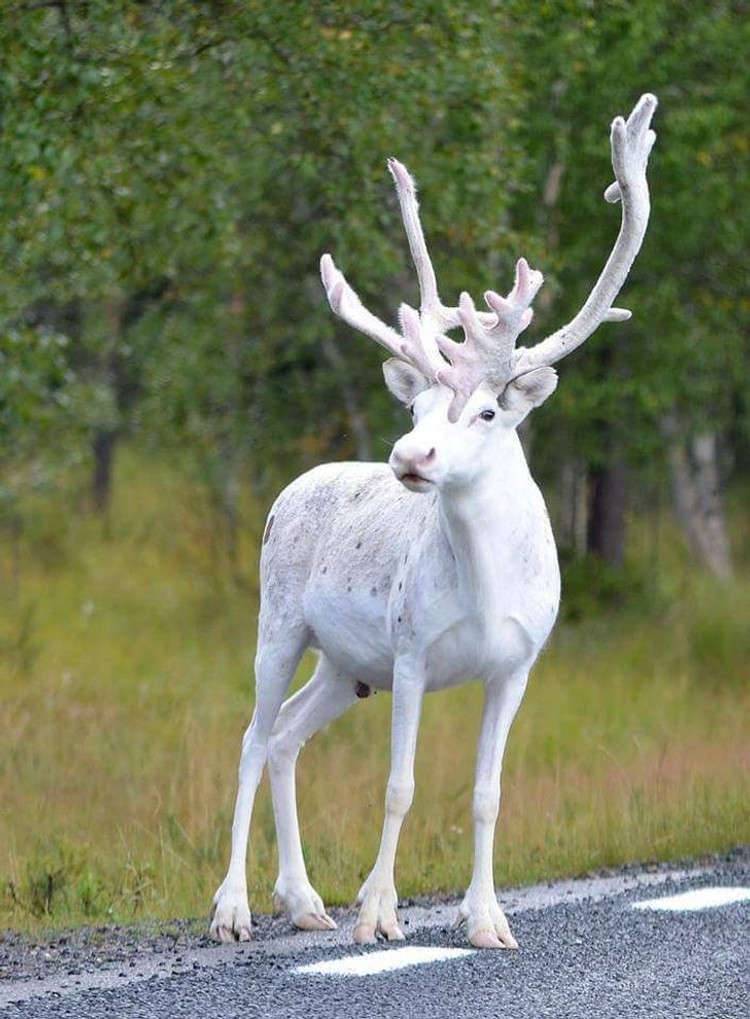 Hewan Albino Hewan Albino