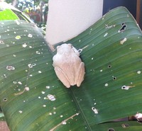 Hewan Albino