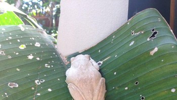Katak albino seluruh tubuhnya berwarna putih. Foto: Bright Side