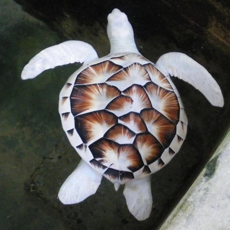 Hewan Albino