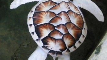 Kura-kura albino di mana cangkangnya berwarna. Foto: Bright Side