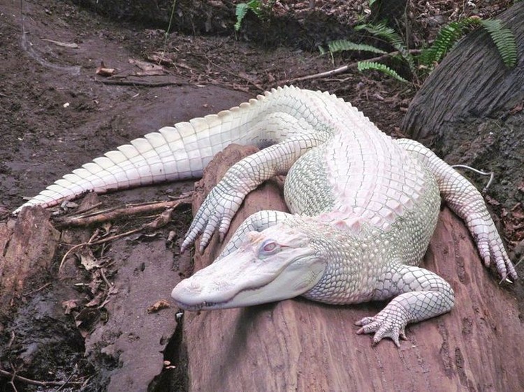 Hewan Albino Hewan Albino