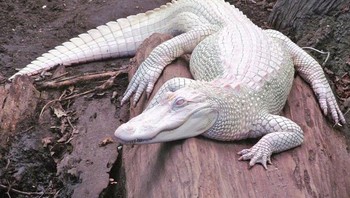 Buaya albino benar-benar menarik wujudnya. Foto: Bright Side