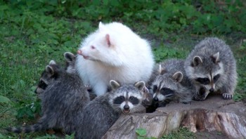 Rakun albino tampak menonjol di antara teman-temannya. Foto: Bright Side
