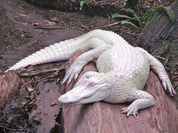 Penampakan Hewan Albino yang Langka dan Mempesona