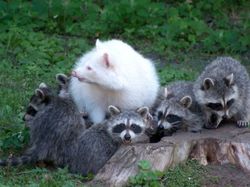 Penampakan Hewan Albino yang Langka dan Mempesona